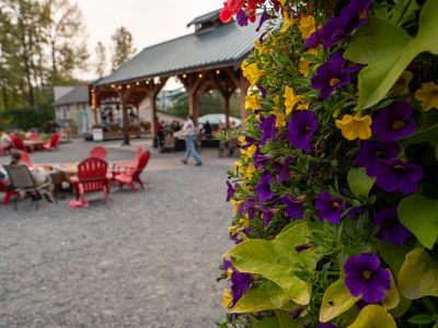 Purple and yellow flowers in foreground with people sitting by red chairs near a pavilion in the background.