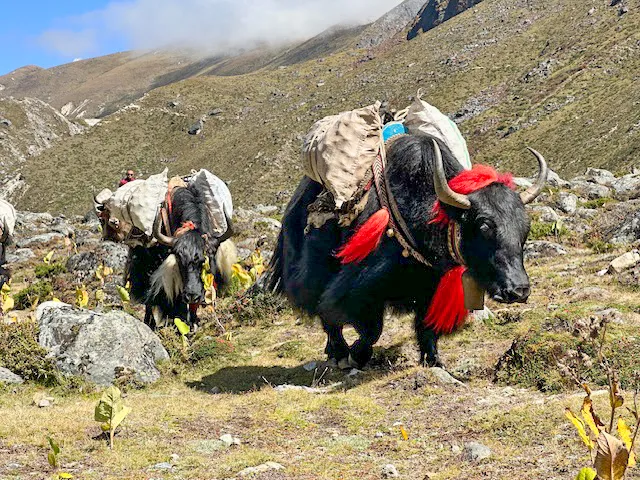 Two loaded yaks with red decorations walking on a rocky mountain trail under a blue sky.